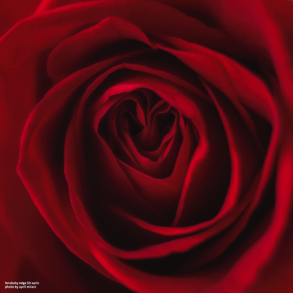 lensbaby.liveposer Pro Edge 50 optic lens April Milani Photography rose flowers