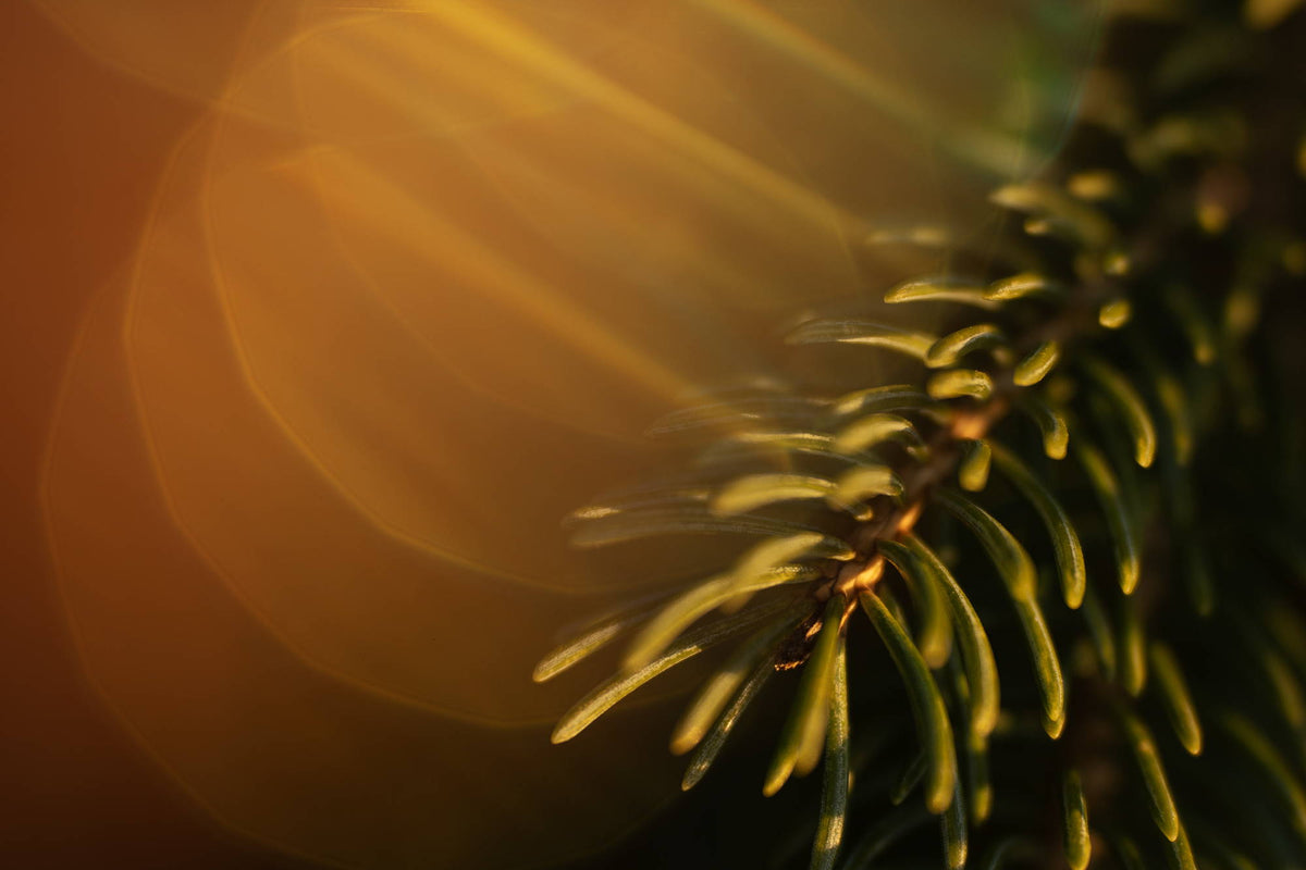 Nature Photography Ideas with Natural Light