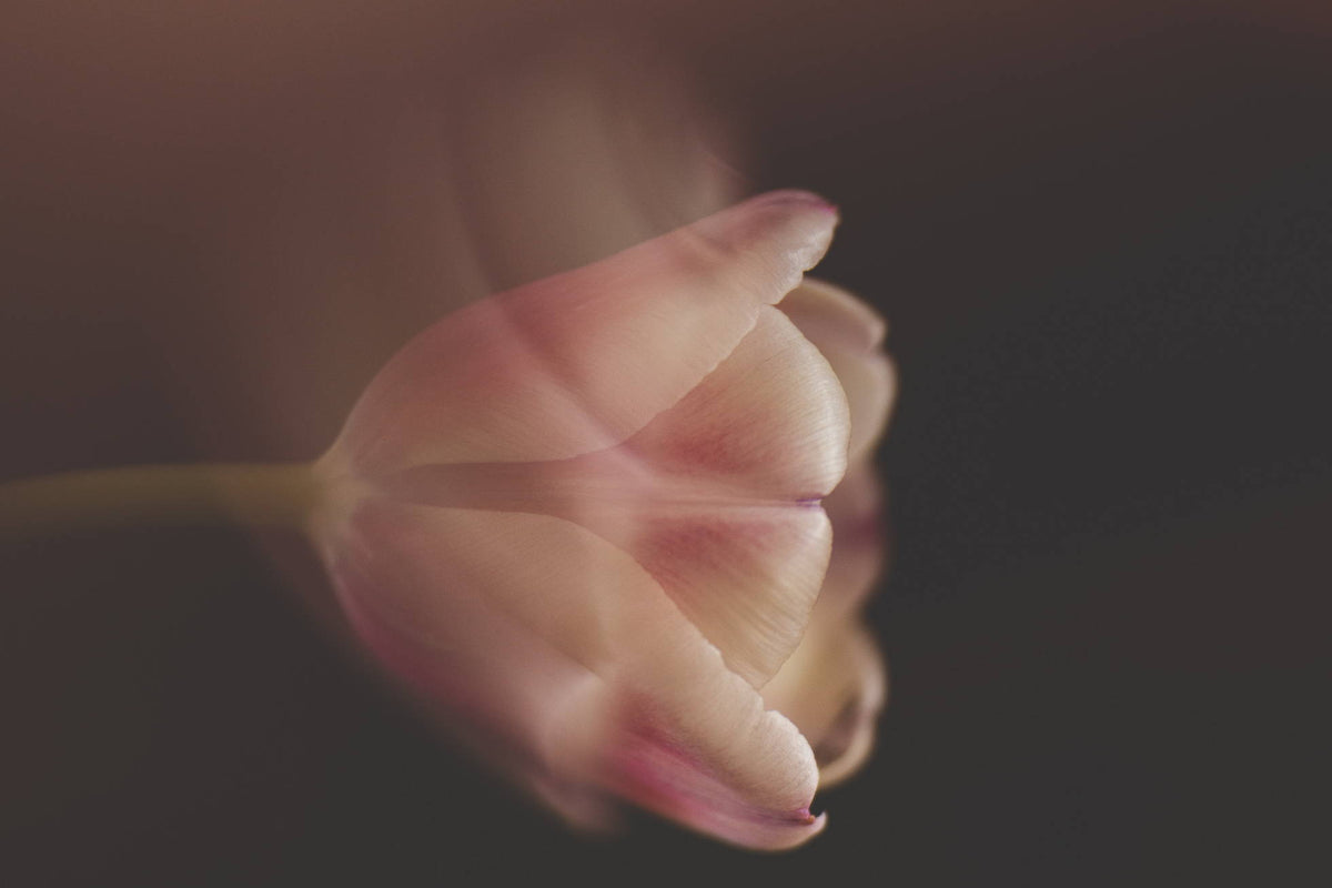 Five Tips for Using the OMNI Universal Expansion Pack for Macro Photography