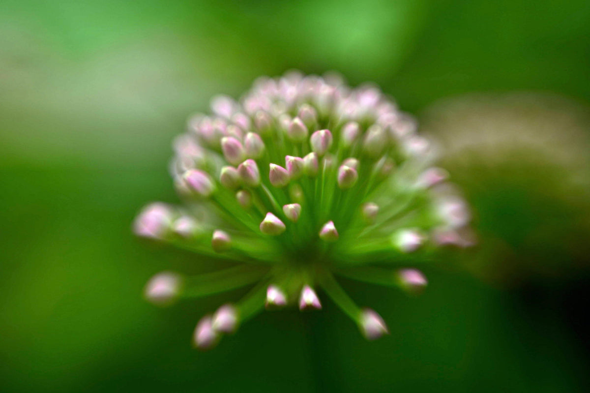Lensbaby Unplugged Member of the Week | Lynne Valentino