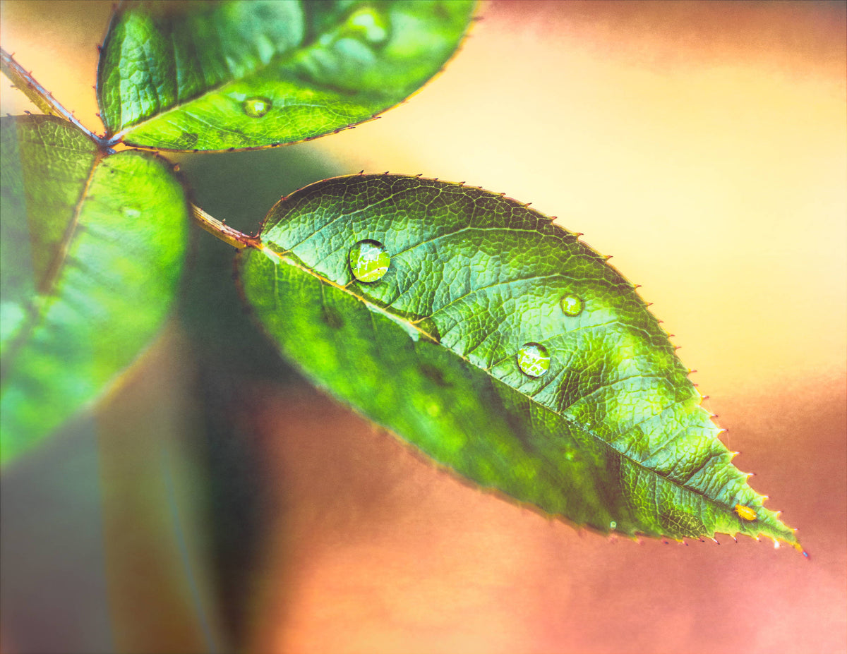 Going Beyond “Straight out of Camera”. Get More Out of your Images With Creative Editing
