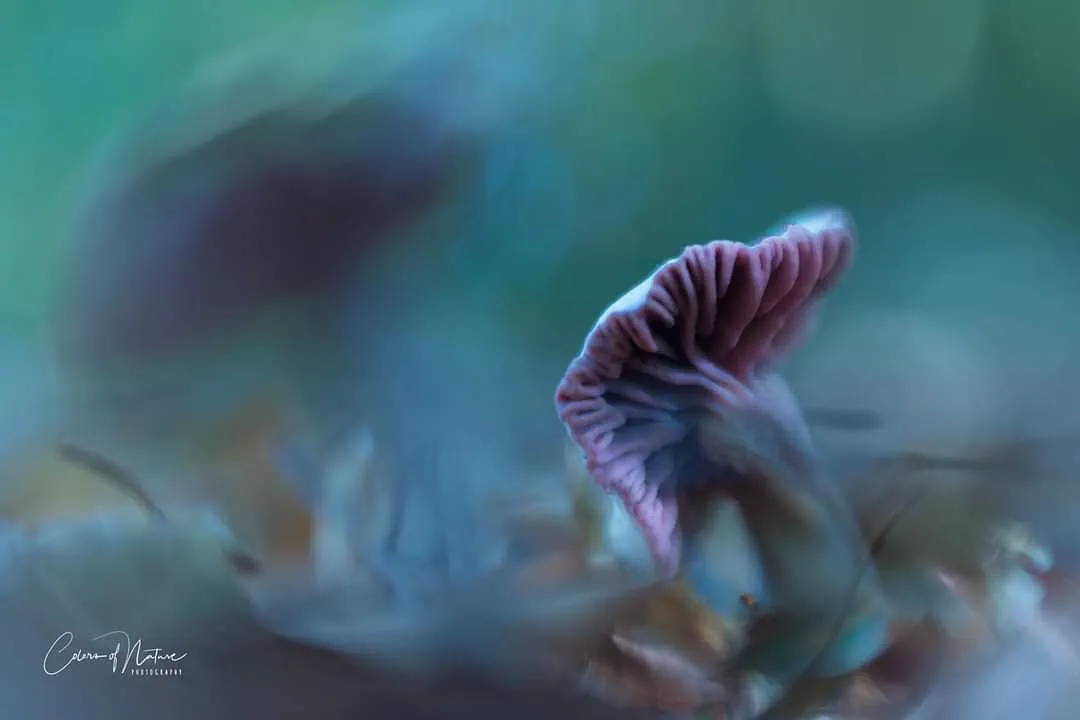 Lensbaby Unplugged Member of the Week | Jeanet Groenewoud