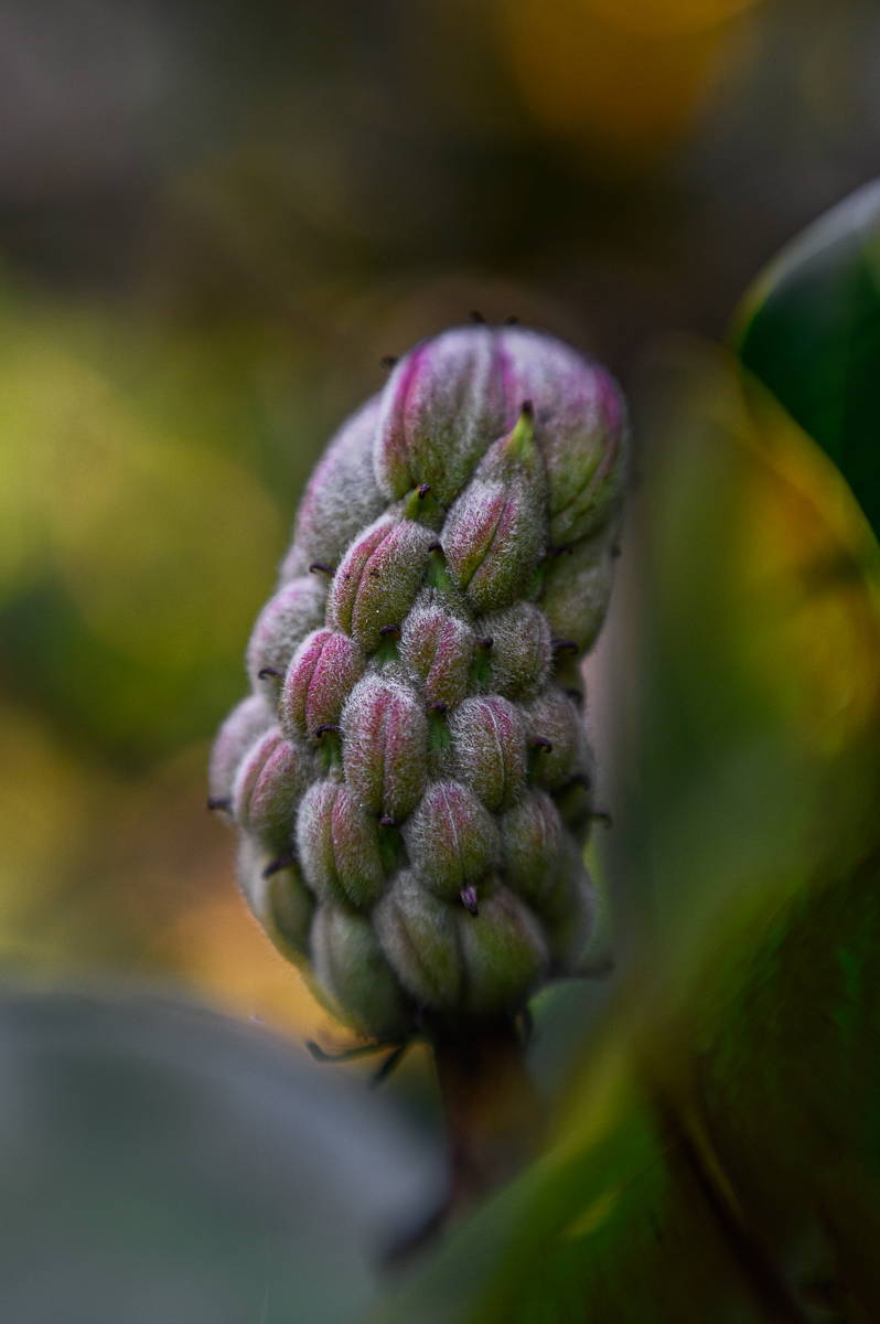 Fall Leaves Photography