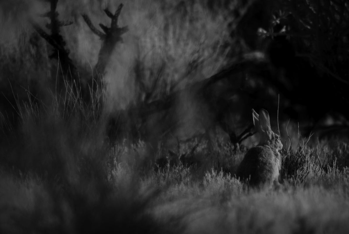 Fine art photography by Amy Shutt of a black and white image bunny looking back across the forest grass with trees in the background.