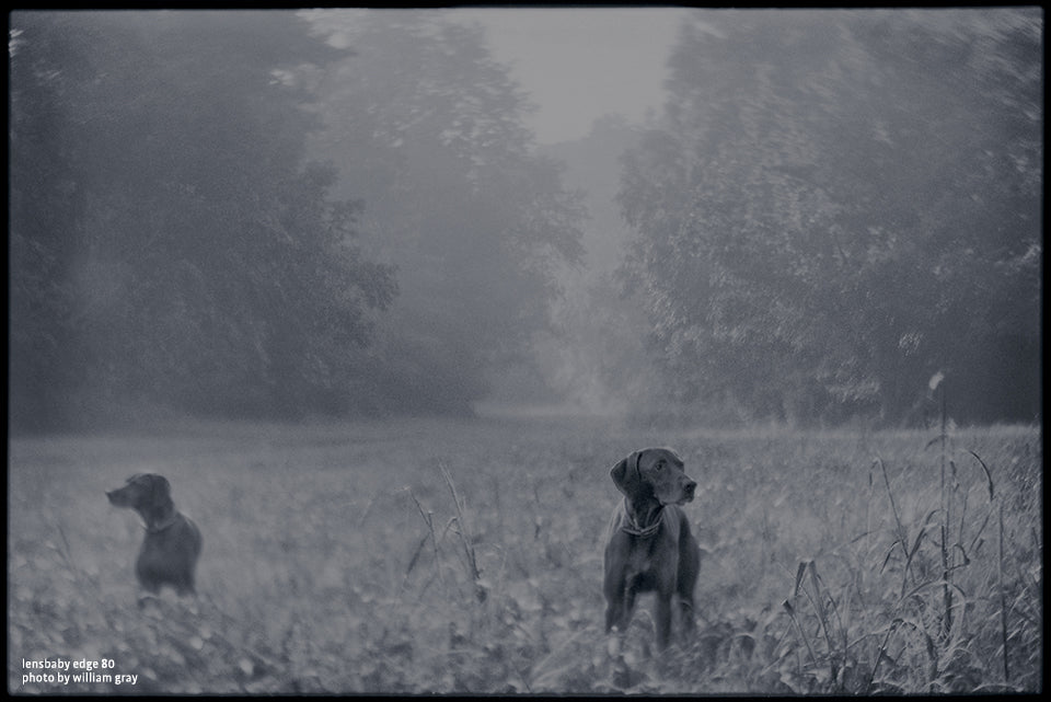 lensbaby.liveposer Pro Edge 80 William Gray Photography dogs