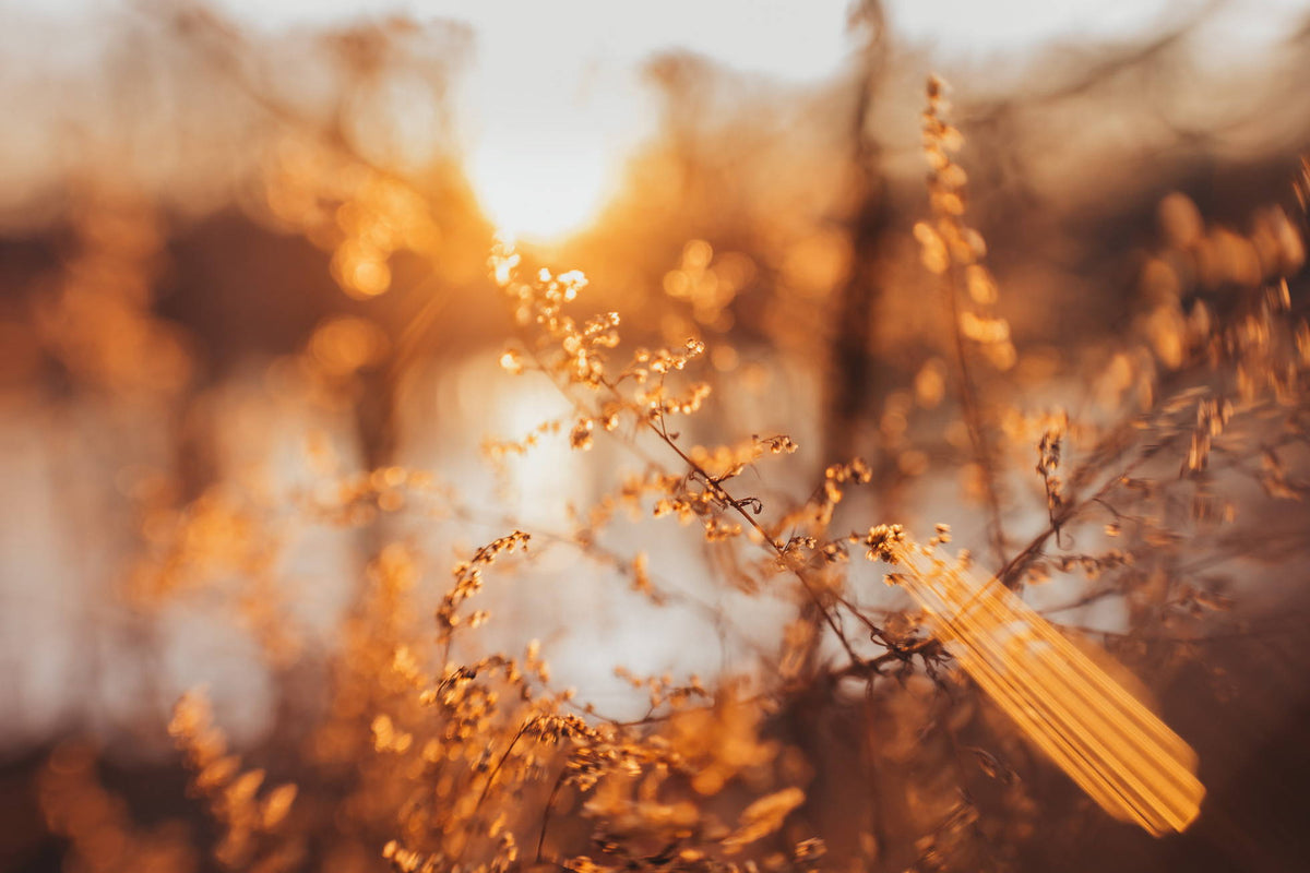 Bokeh Focus | Photos of the Week