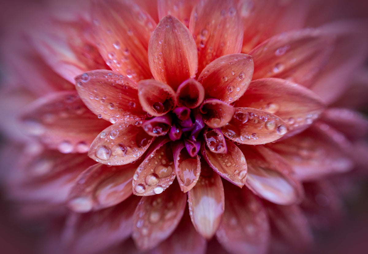 The Last of Summer's Flowers | Macro Flower Gallery