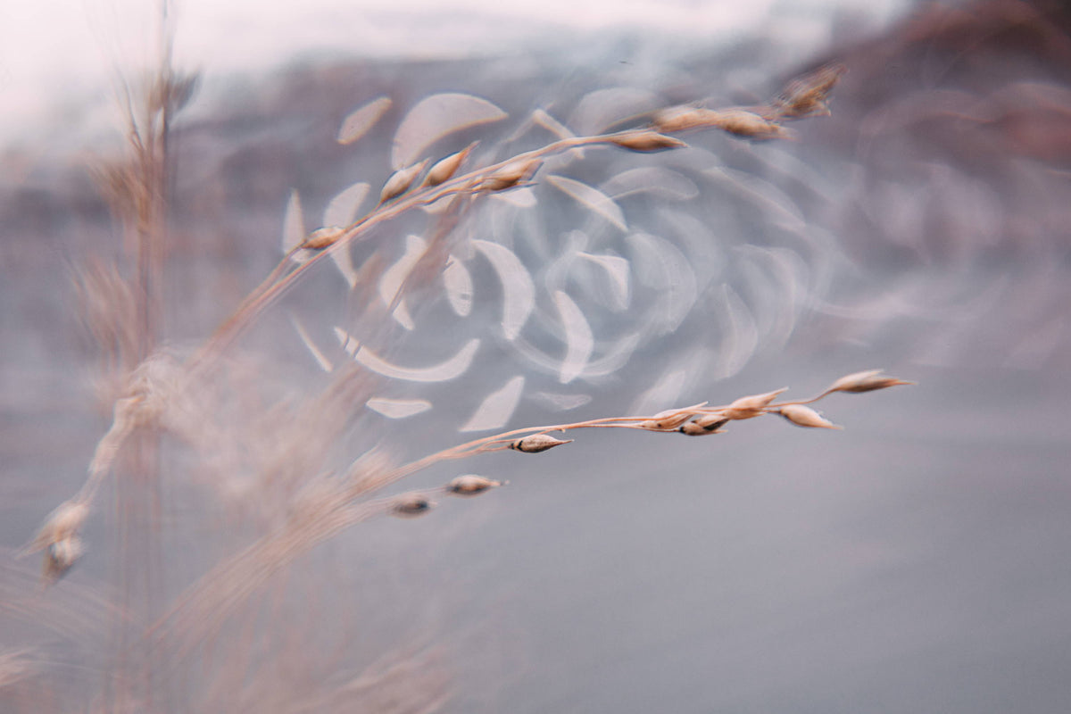 Two photographers, One Lens: DGII