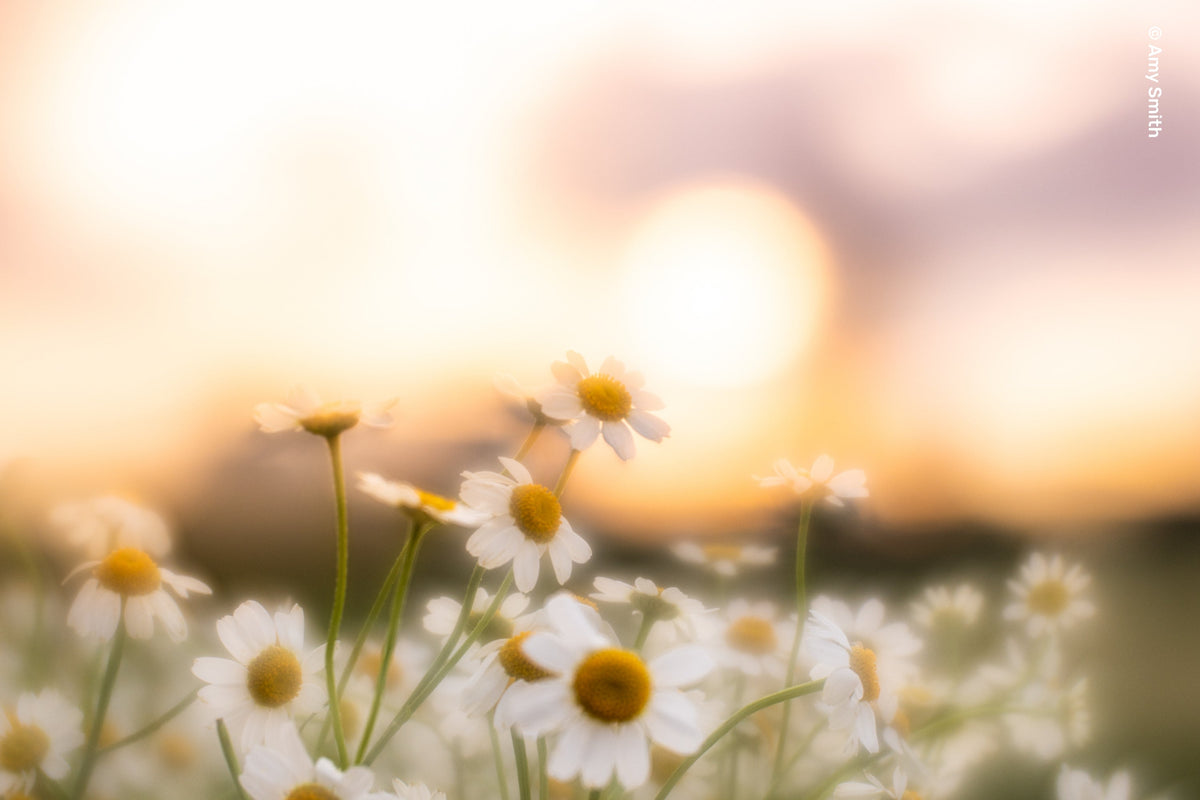 Composer Pro II with Soft Focus II - Lensbaby Creative Effect Camera Lenses